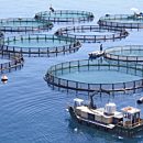 Aquaculture Provides the Nearly Two Thirds of the World's Seafood