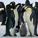 Emperor Penguins on the Brink of Extinction
