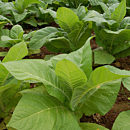 Tobacco Is Largely Eradicated Due to Farm Land Needed for Food Production